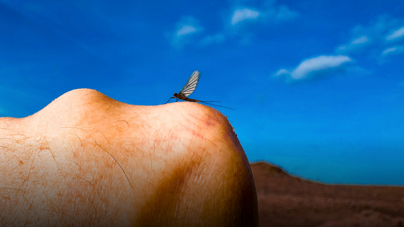 Blue Wing Olive mayfly resting on a knuckle with blue sky in the background.