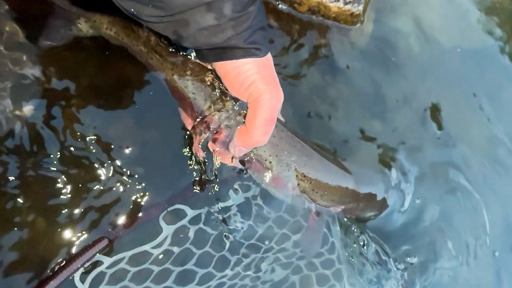 Hand releasing a rainbow trout in clear water