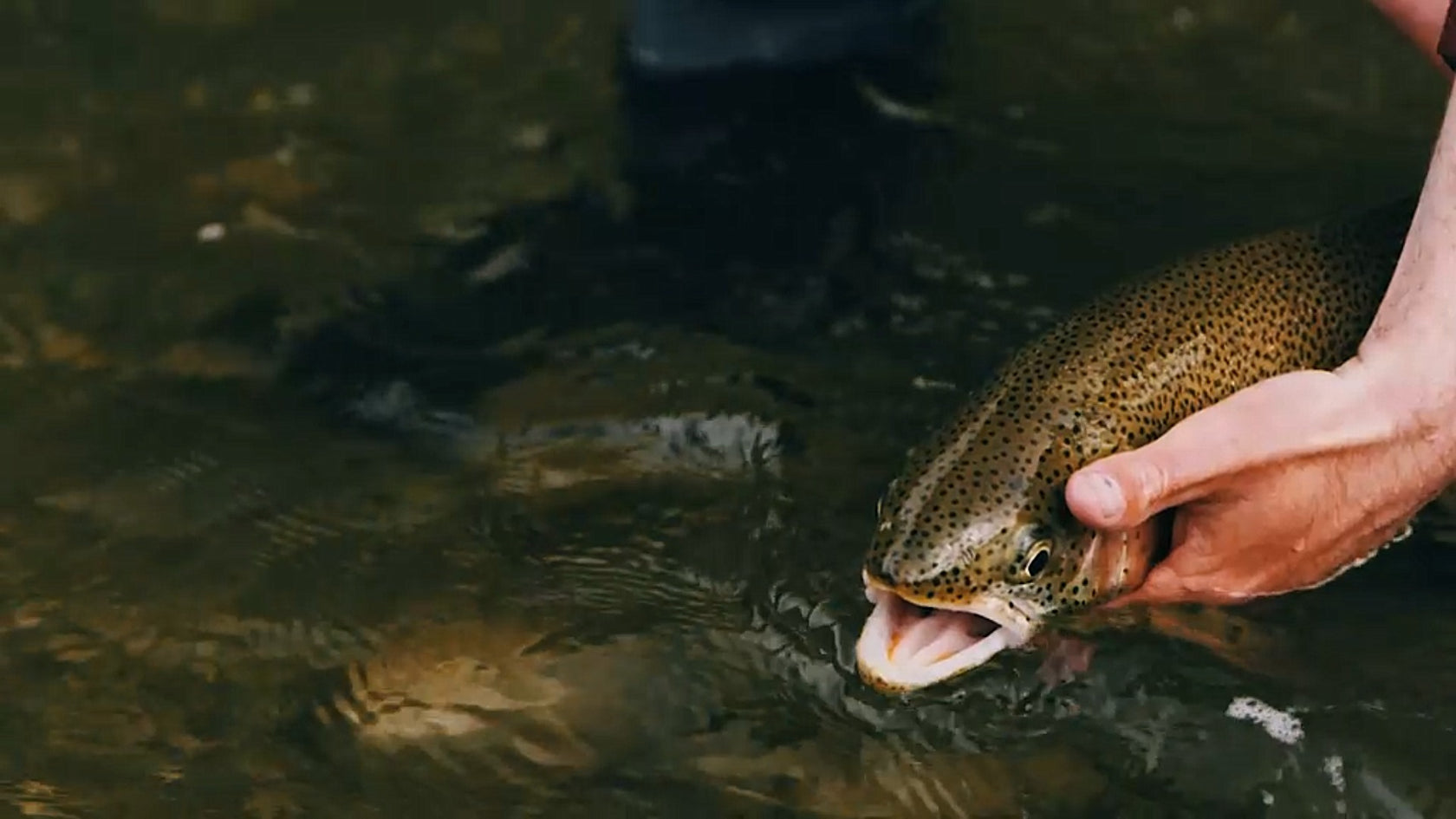 Person holding a fish in a body of water