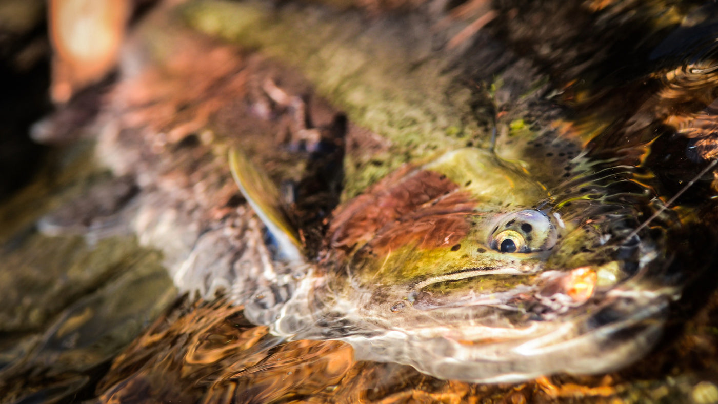 Close-up of a submerged rainbow trout with a blurred natural background