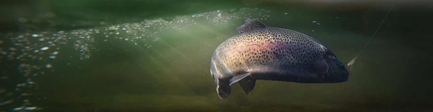 Underwater photo of a rainbow trout with a fly in its mouth